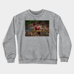 Crimson Rosella_3650A Crewneck Sweatshirt